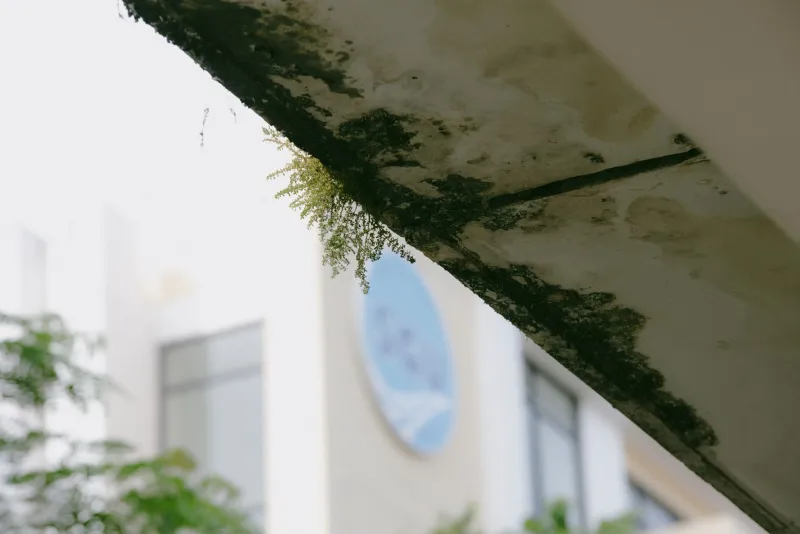 Algae, Moss, and Biofilm: The Invisible Forces Destroying Your Commercial Surfaces